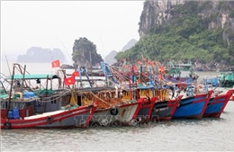 Quảng Ninh yêu cầu gần 1.500 tàu cá đăng ký theo quy định